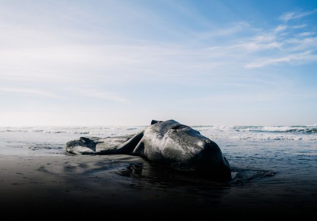 Cetaceo spiaggiato