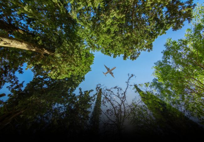 Aereo tra gli alberi