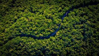 Foresta amazzonica
