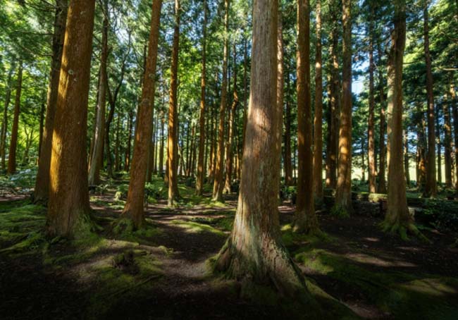 perdita biodiversità