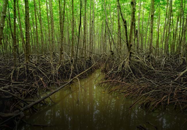 crediti di carbonio kenya