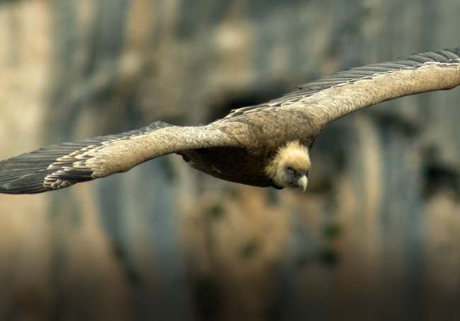 biodiversità grifoni sardegna